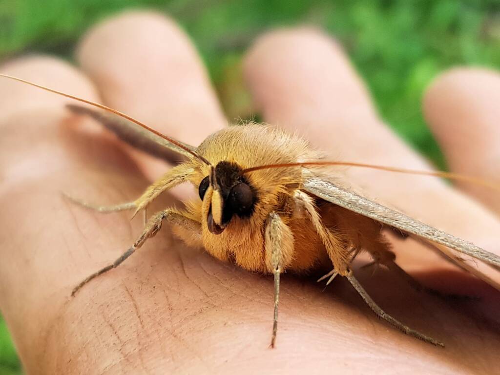 Dasypodia selenophora (Southern Old Lady Moth), Alice Springs NT