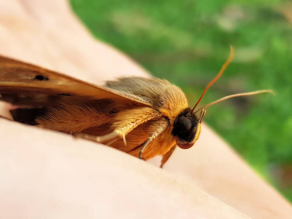 Dasypodia selenophora (Southern Old Lady Moth), Alice Springs NT