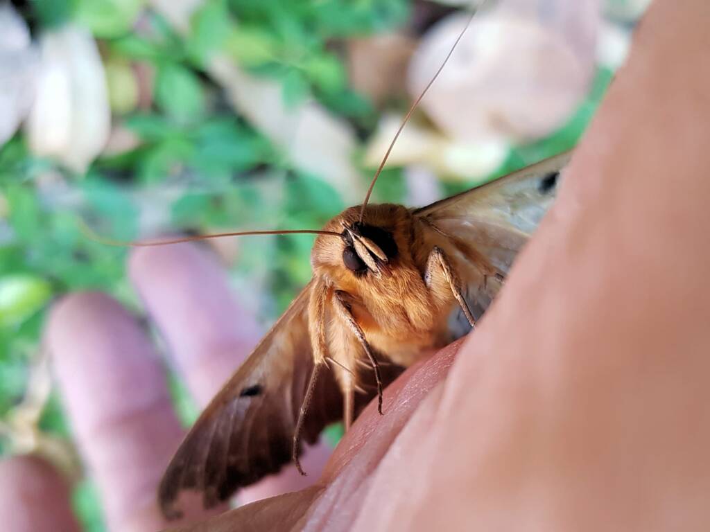 Dasypodia selenophora (Southern Old Lady Moth), Alice Springs NT