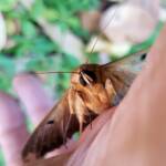 Dasypodia selenophora (Southern Old Lady Moth), Alice Springs NT