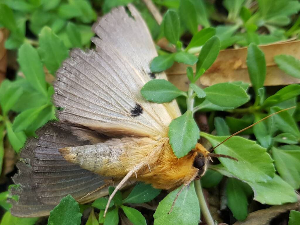 Dasypodia selenophora (Southern Old Lady Moth), Alice Springs NT