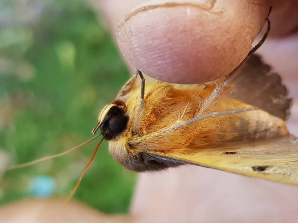 Dasypodia selenophora (Southern Old Lady Moth), Alice Springs NT