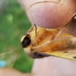 Dasypodia selenophora (Southern Old Lady Moth), Alice Springs NT