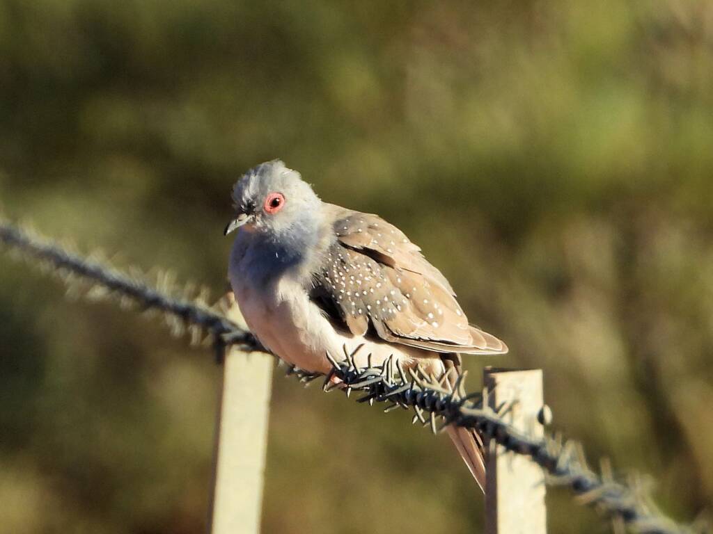 Diamond Dove (Geopelia cuneata), Alice Springs Sewage Ponds © Dorothy Latimer