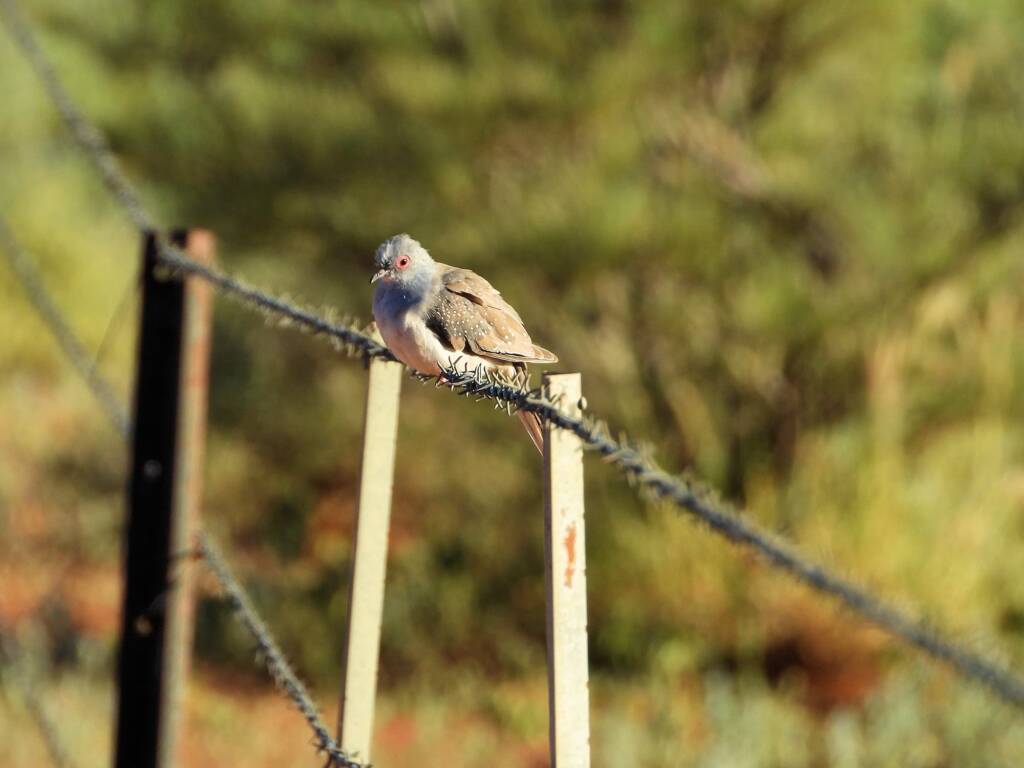 Diamond Dove (Geopelia cuneata), Alice Springs Sewage Ponds © Dorothy Latimer