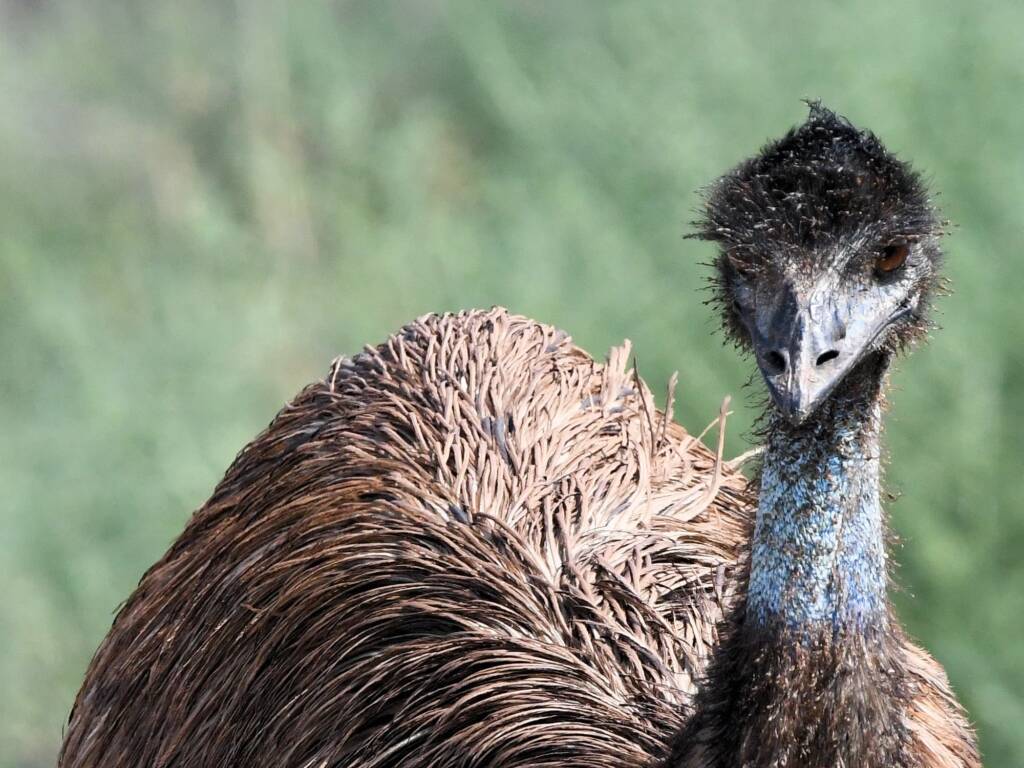 Emu (Dromaius novaehollandiae), Alice Springs Sewage Ponds, NT © Dorothy Latimer