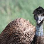 Emu (Dromaius novaehollandiae), Alice Springs Sewage Ponds, NT © Dorothy Latimer