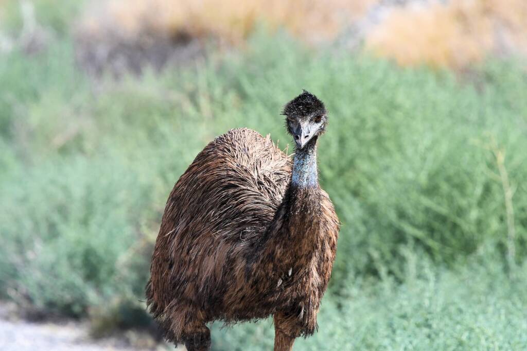 Emu (Dromaius novaehollandiae), Alice Springs Sewage Ponds, NT © Dorothy Latimer