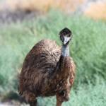 Emu (Dromaius novaehollandiae), Alice Springs Sewage Ponds, NT © Dorothy Latimer