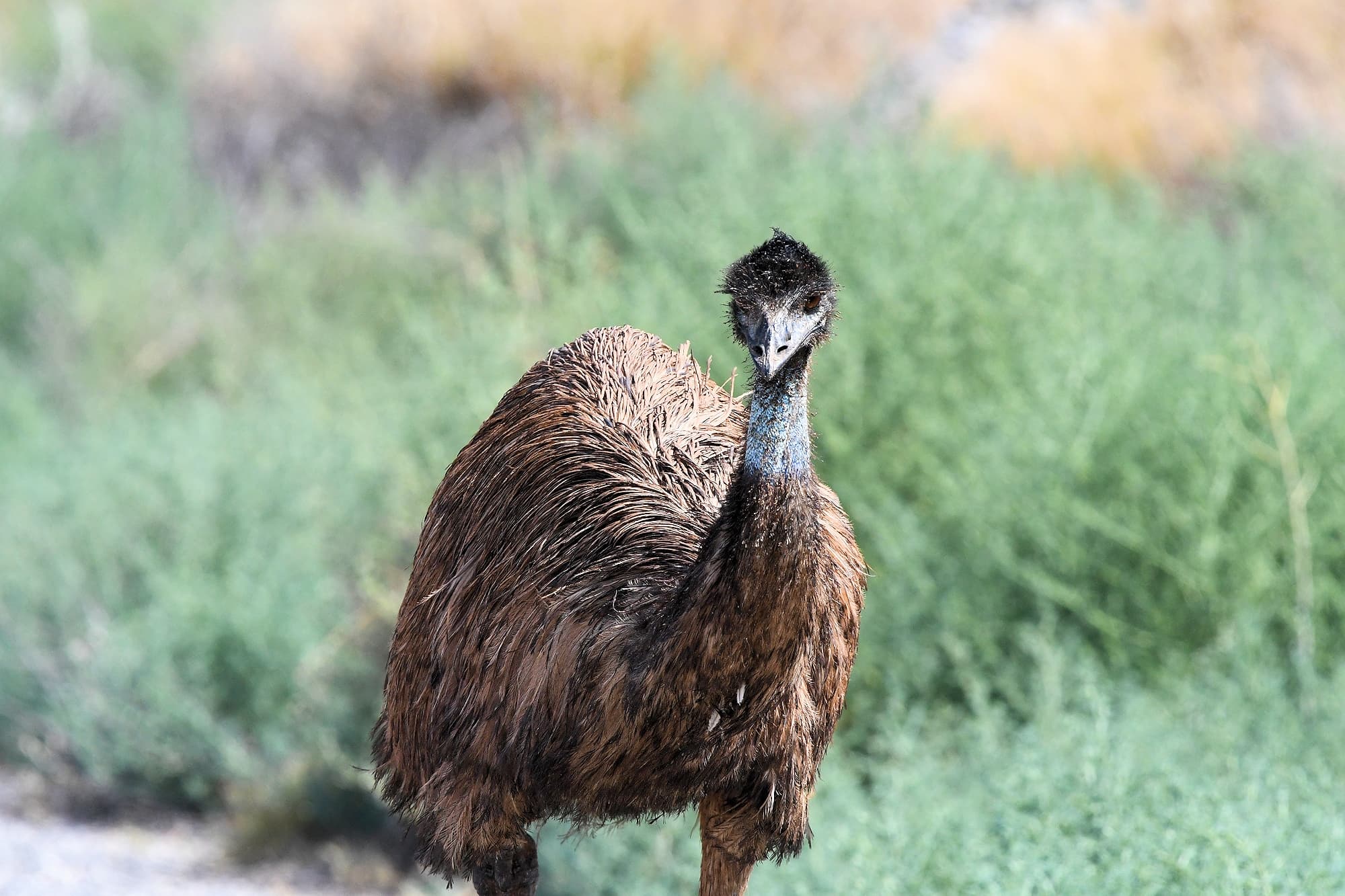 Emu (Dromaius novaehollandiae), Alice Springs Sewage Ponds, NT © Dorothy Latimer