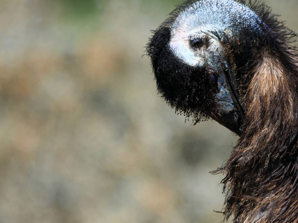 Emu (Dromaius novaehollandiae), Alice Springs Sewage Ponds, NT © Dorothy Latimer