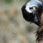 Emu (Dromaius novaehollandiae), Alice Springs Sewage Ponds, NT © Dorothy Latimer