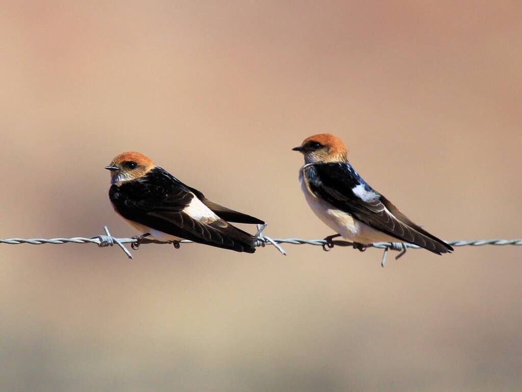Fairy Martin (Petrochelidon ariel), Alice Springs Sewage Ponds © Dorothy Latimer