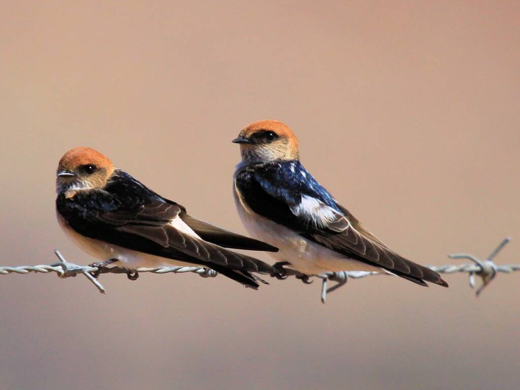 Fairy Martin (Petrochelidon ariel), Alice Springs Sewage Ponds © Dorothy Latimer