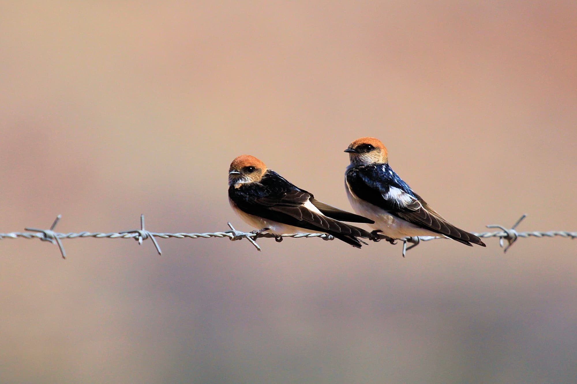 Fairy Martin (Petrochelidon ariel), Alice Springs Sewage Ponds © Dorothy Latimer