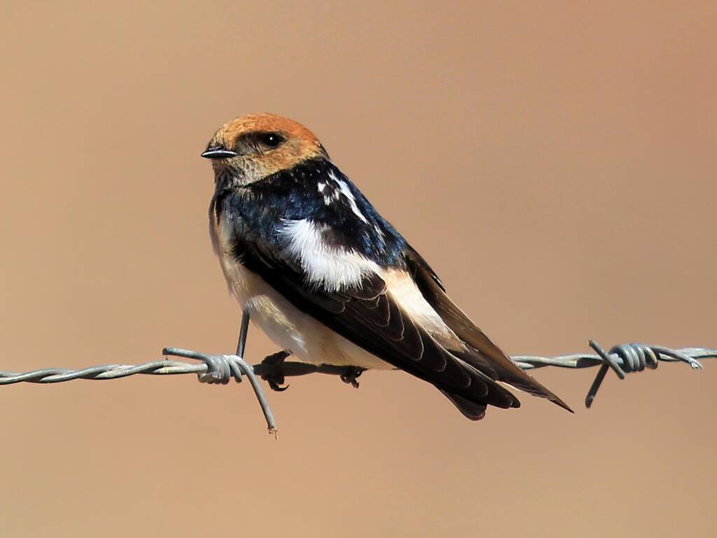 Fairy Martin (Petrochelidon ariel), Alice Springs Sewage Ponds NT © Dorothy Latimer