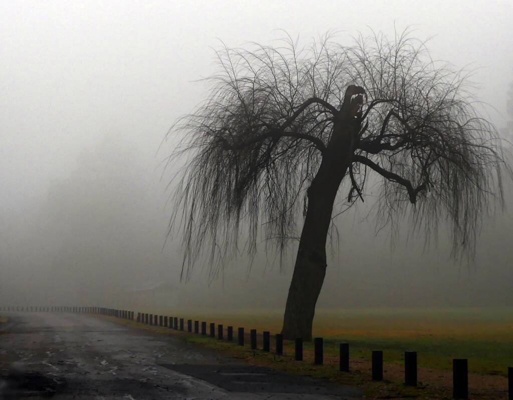 Flog, Long Gully SA © Marianne Broug