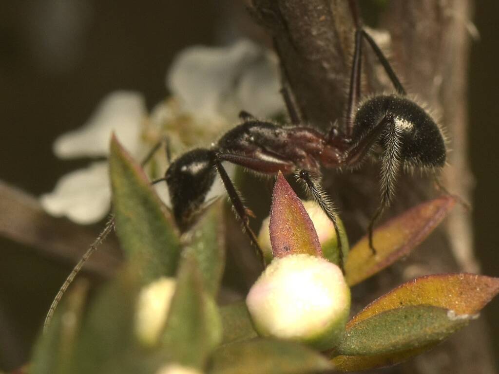 Giant Sugar Ant (Camponotus intrepidus), Black Mountain Nature Reserve ACT © Tony Eales