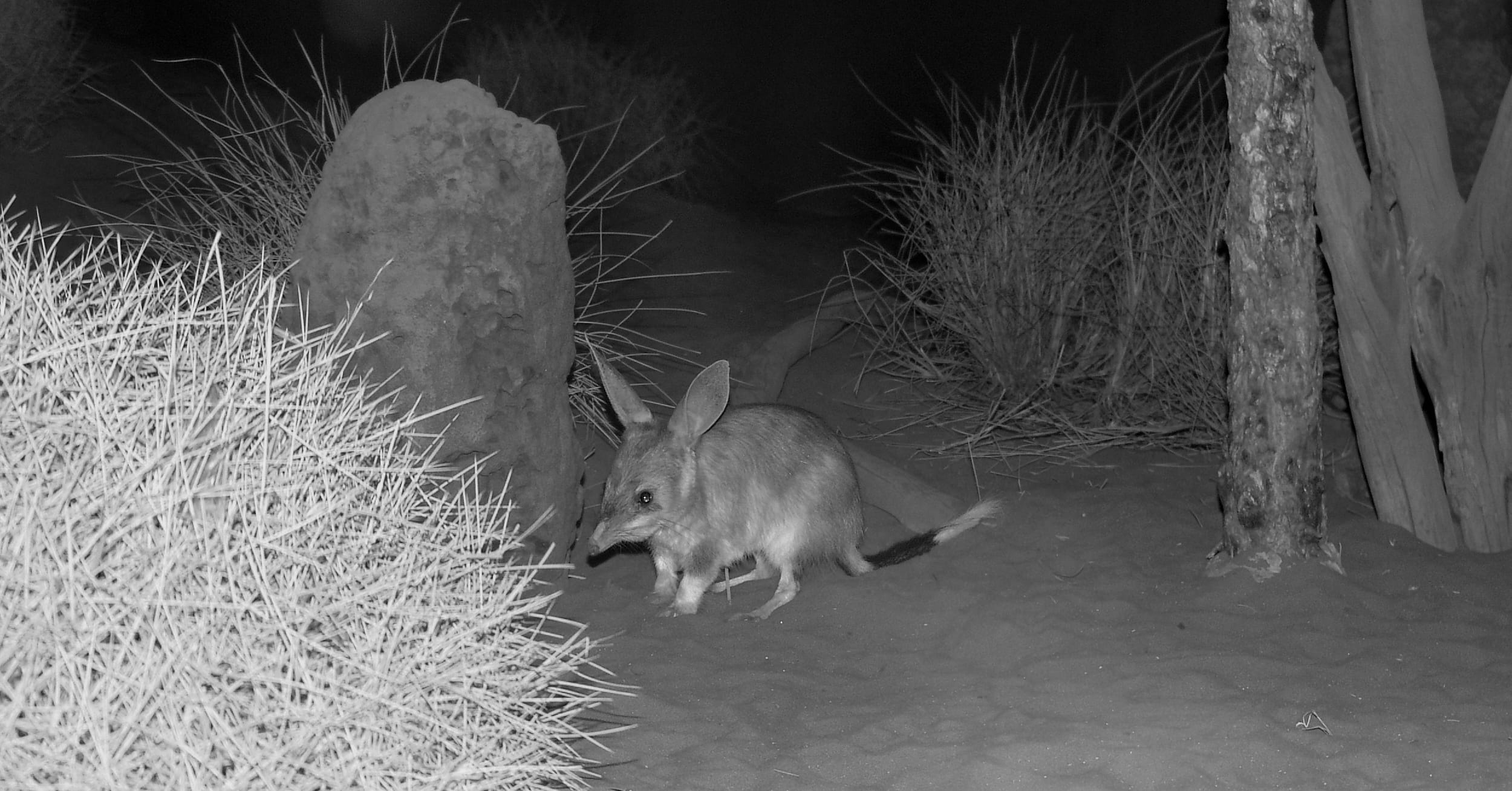Greater Bilby (Macrotis lagotis), Alice Springs Desert Park NT