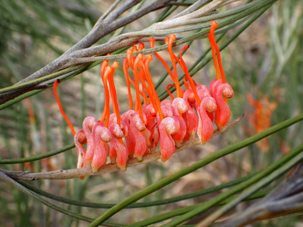 Grevillea cagiana, Wheatbelt Region WA © Terry Dunham