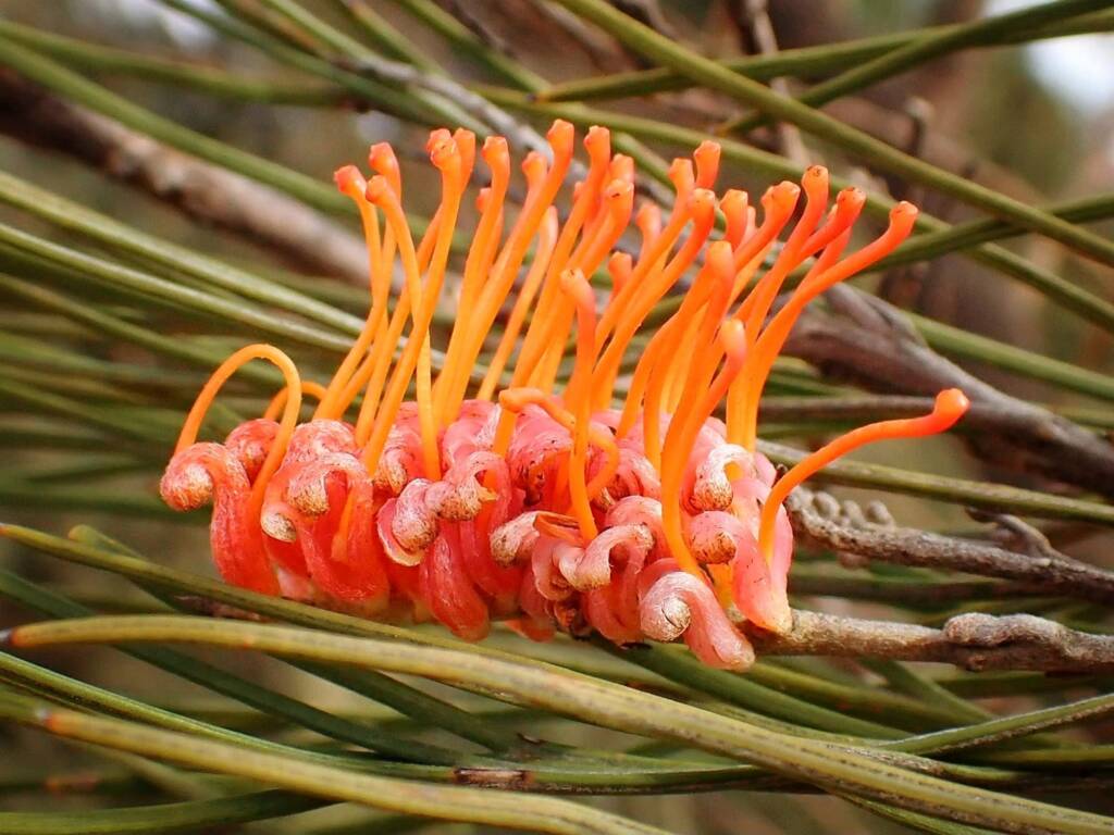 Grevillea cagiana, Wheatbelt Region WA © Terry Dunham