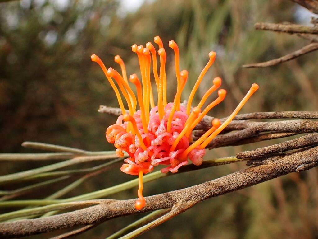 Grevillea cagiana, Wheatbelt Region WA © Terry Dunham