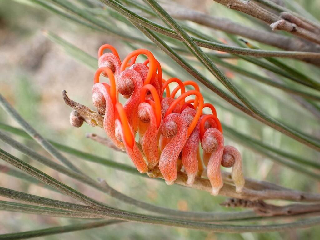 Grevillea cagiana, Wheatbelt Region WA © Terry Dunham
