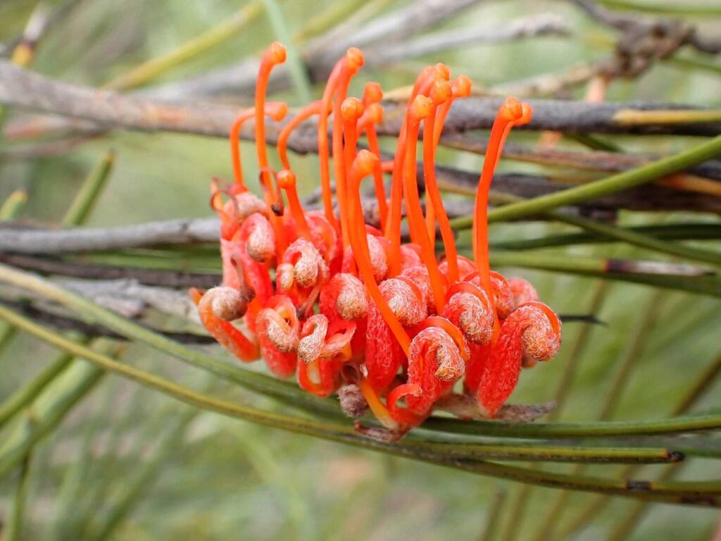 Grevillea cagiana, Wheatbelt Region WA © Terry Dunham