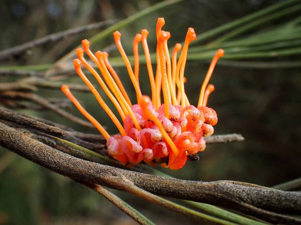 Grevillea cagiana, Wheatbelt Region WA © Terry Dunham