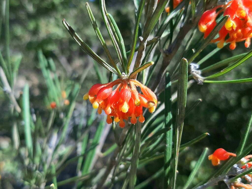 Grevillea fasciculata, Stirling Range National Park WA © Terry Dunham