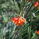 Grevillea fasciculata, Stirling Range National Park WA © Terry Dunham
