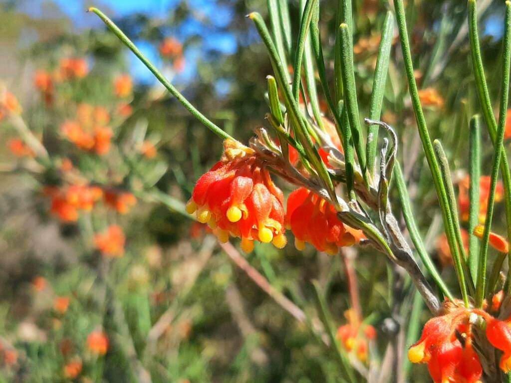 Grevillea fasciculata, Stirling Range National Park WA © Terry Dunham