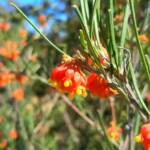 Grevillea fasciculata, Stirling Range National Park WA © Terry Dunham