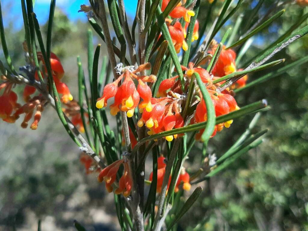 Grevillea fasciculata, Stirling Range National Park WA © Terry Dunham