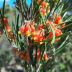 Grevillea fasciculata, Stirling Range National Park WA © Terry Dunham