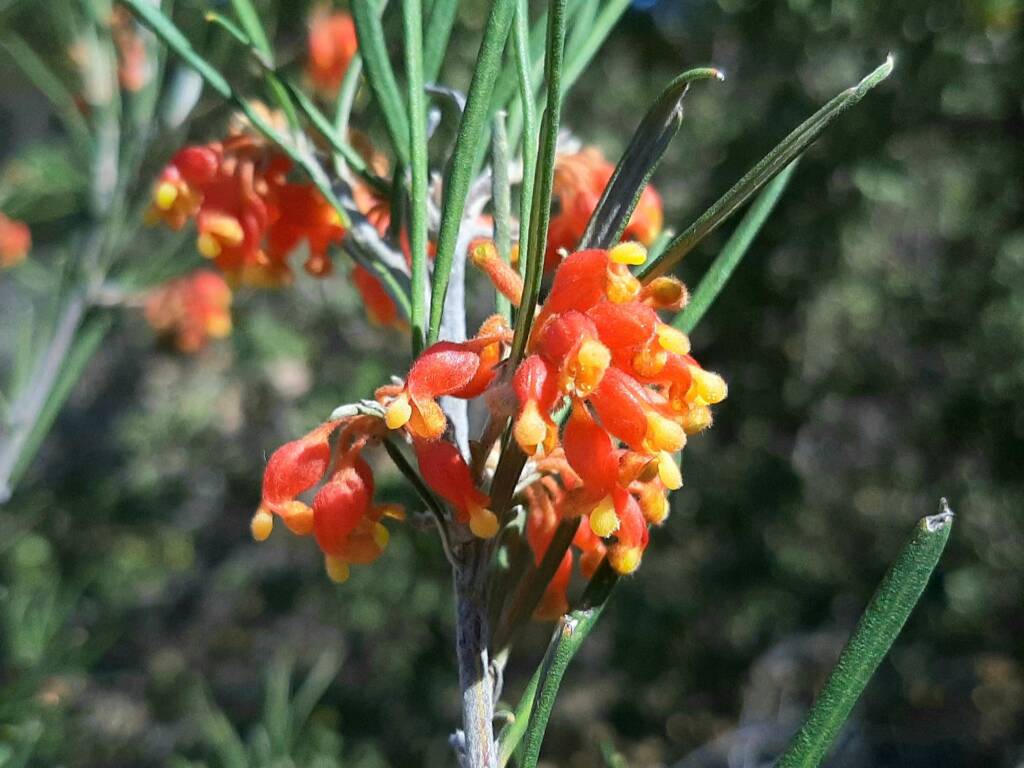 Grevillea fasciculata, Stirling Range National Park WA © Terry Dunham