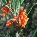 Grevillea fasciculata, Stirling Range National Park WA © Terry Dunham