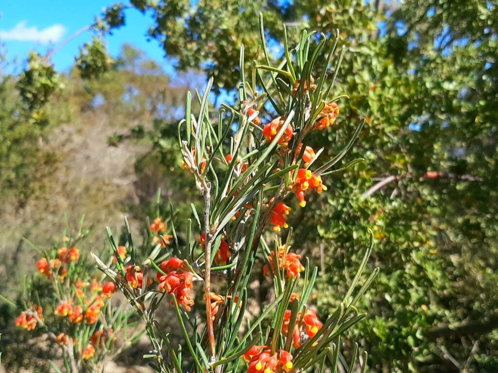 Grevillea fasciculata, Stirling Range National Park WA © Terry Dunham