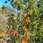 Grevillea fasciculata, Stirling Range National Park WA © Terry Dunham