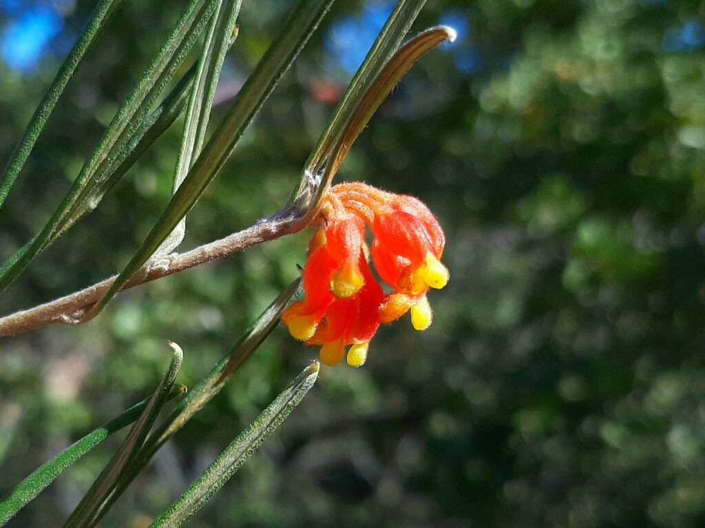 Grevillea fasciculata, Stirling Range National Park WA © Terry Dunham
