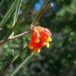 Grevillea fasciculata, Stirling Range National Park WA © Terry Dunham