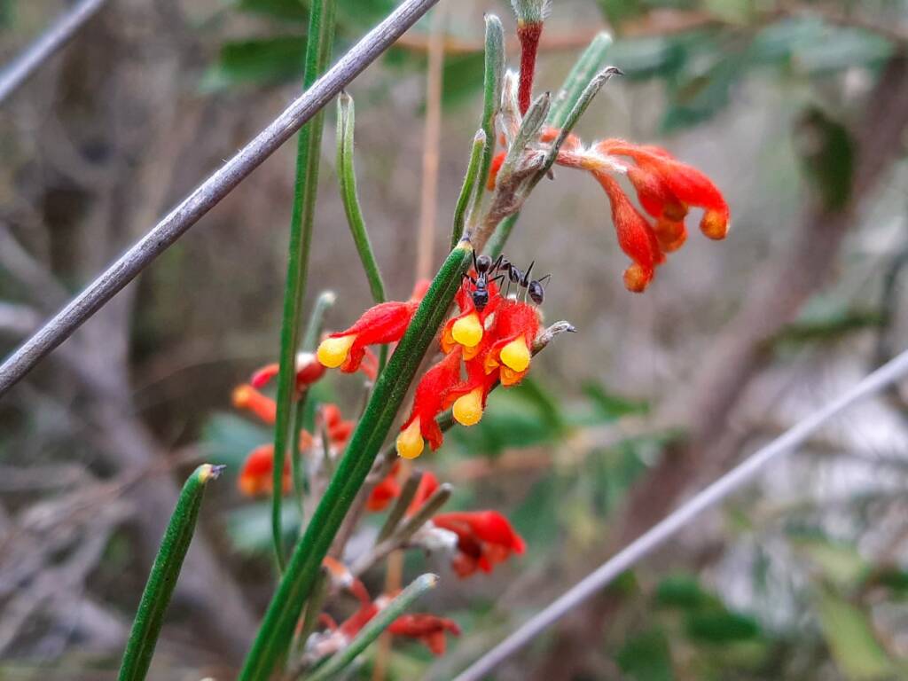 Grevillea fasciculata, Stirling Range National Park WA © Terry Dunham