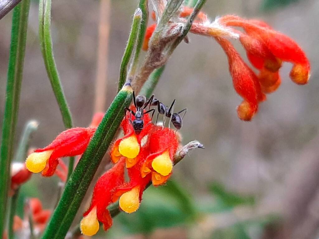 Grevillea fasciculata, Stirling Range National Park WA © Terry Dunham