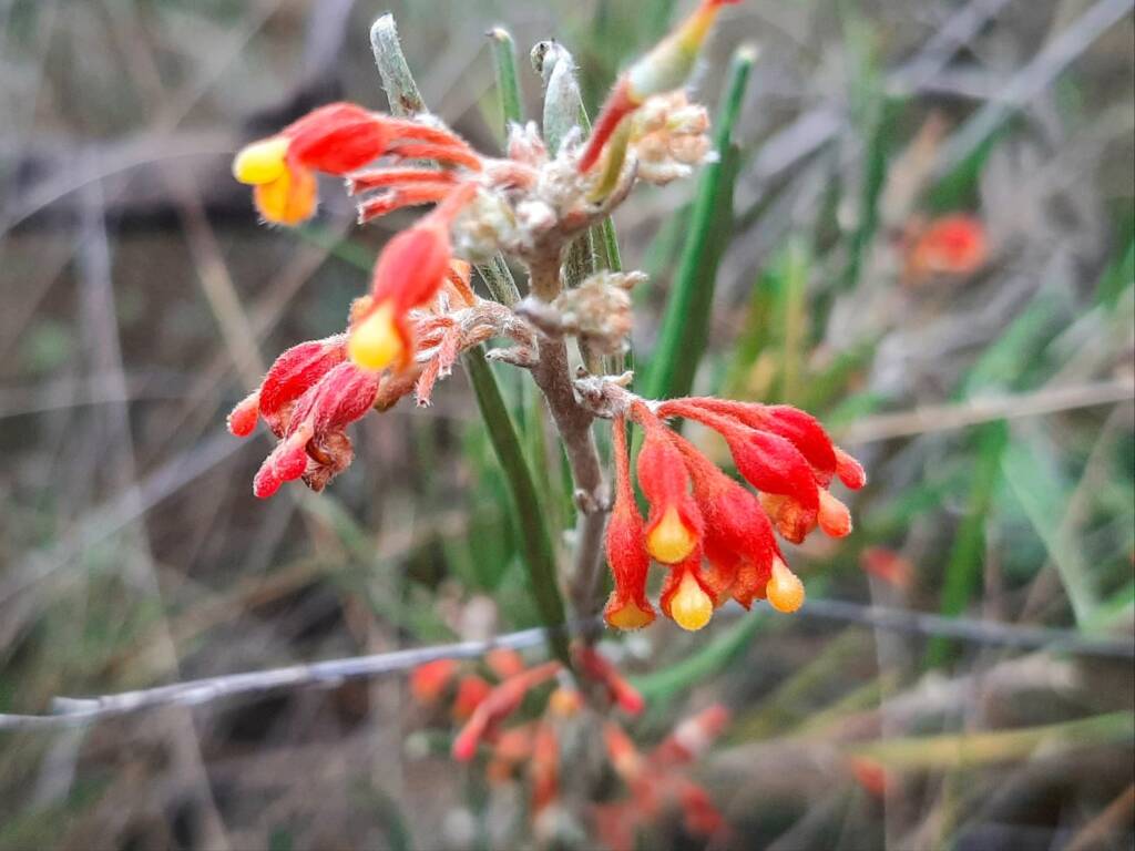Grevillea fasciculata, Stirling Range National Park WA © Terry Dunham