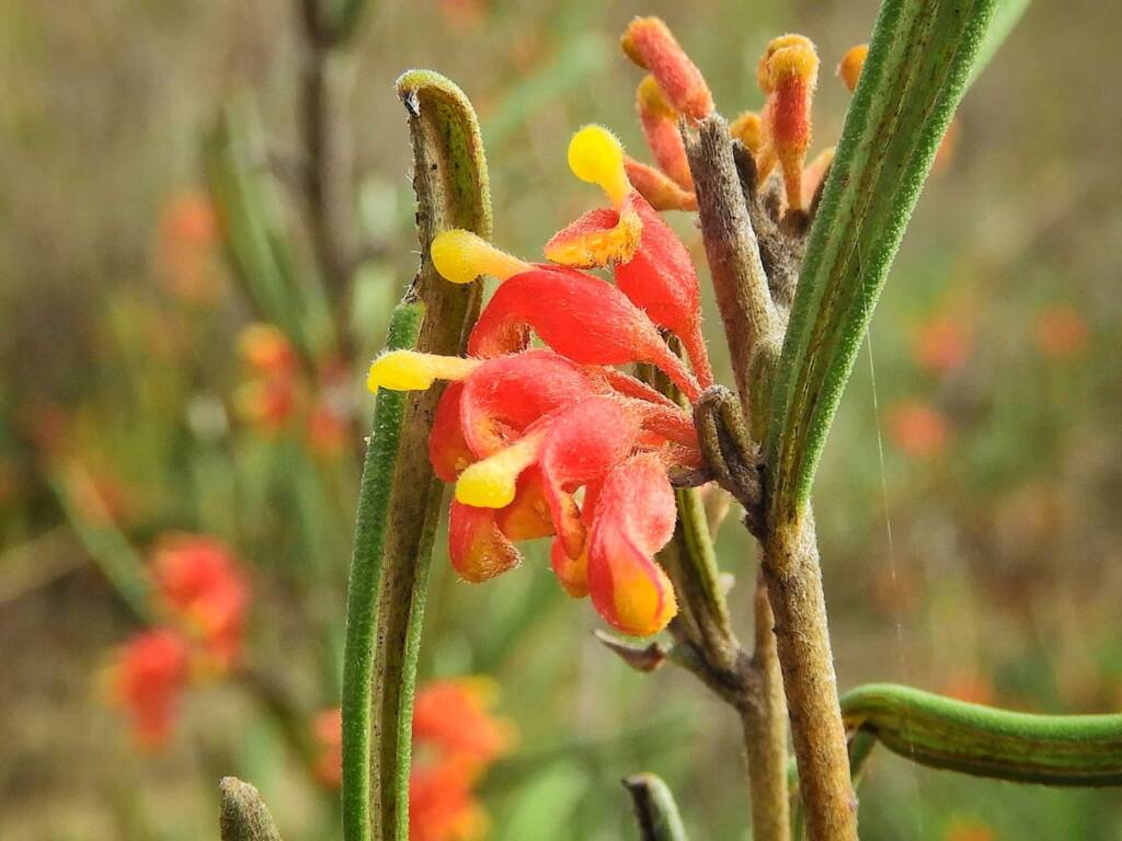 Grevillea fasciculata, Great Southern Region WA © Terry Dunham