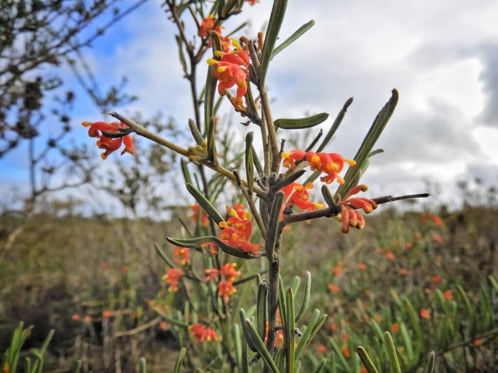 Grevillea fasciculata, Great Southern Region WA © Terry Dunham