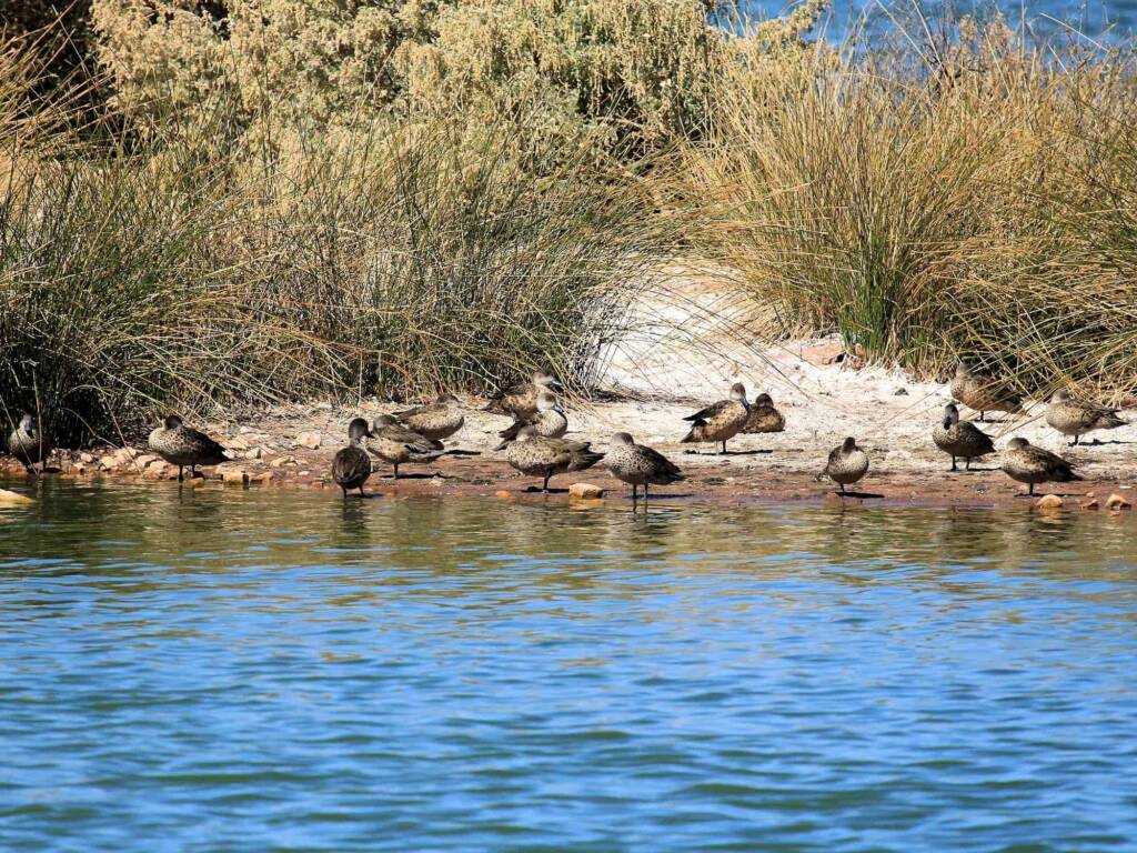 Grey Teal (Anas gracilis), Alice Springs Sewage Ponds, NT © Dorothy Latimer