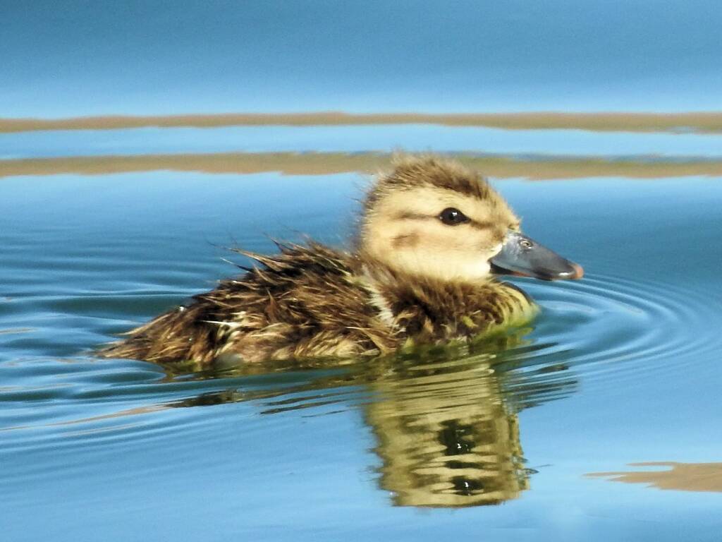 Juvenile Grey Teal (Anas gracilis), Alice Springs Sewage Ponds, NT © Dorothy Latimer