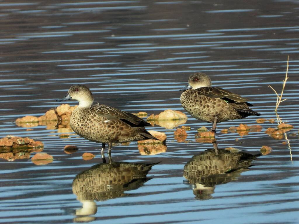 Grey Teal (Anas gracilis), Alice Springs Sewage Ponds, NT © Dorothy Latimer