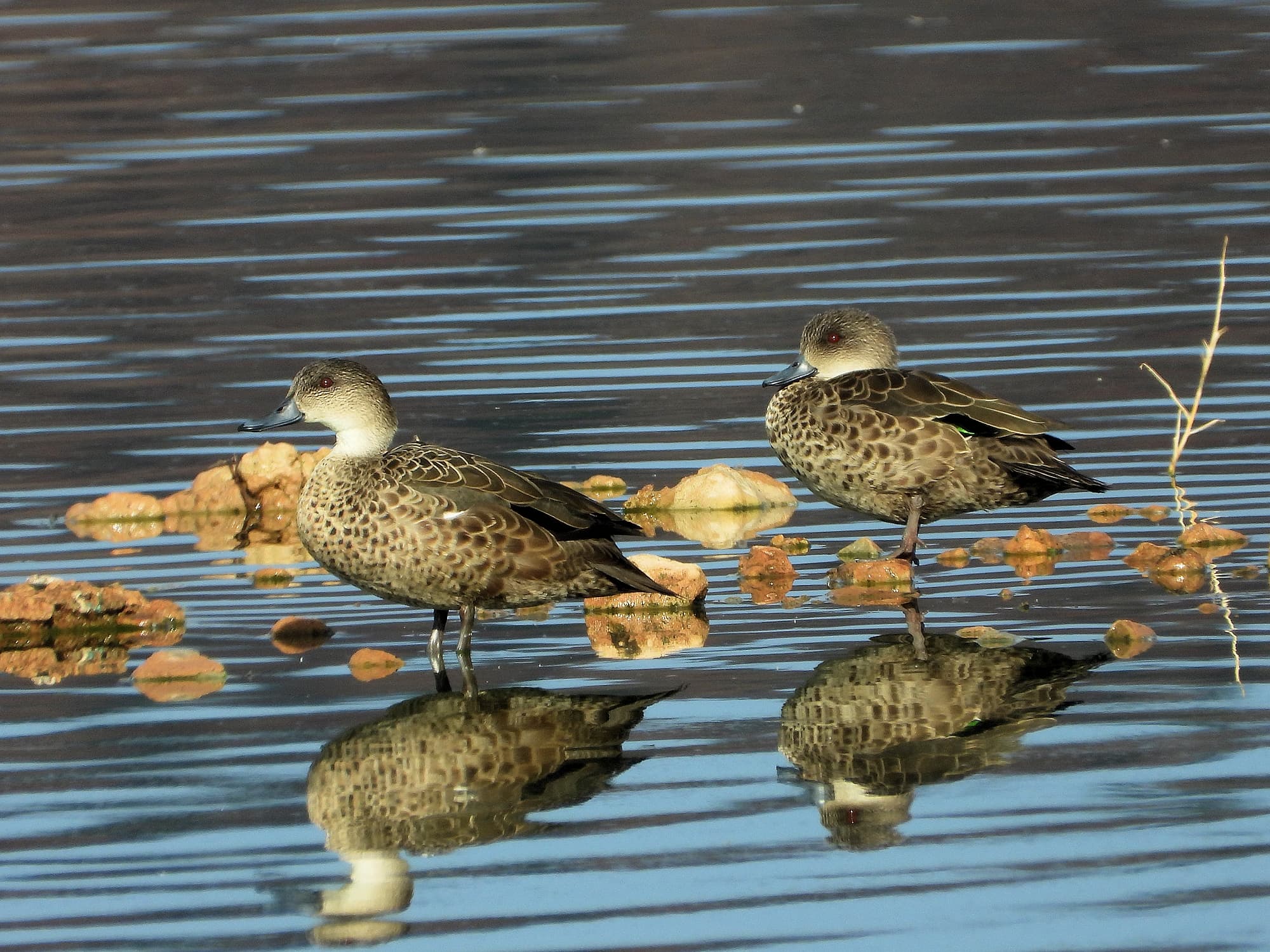 Grey Teal (Anas gracilis), Alice Springs Sewage Ponds, NT © Dorothy Latimer